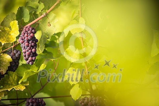 Large bunches of red wine grapes hang from an old vine in warm afternoon light Large bunches of red wine grapes hang from an old vine in warm afternoon light