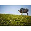 Cow in pasture. Mountain meadow. Green meadow in mountains and cow summer landscape.