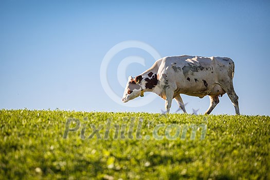 Cow in pasture. Mountain meadow. Green meadow in mountains and cow summer landscape. Cow in pasture. Mountain meadow. Green meadow in mountains and cow summer landscape.