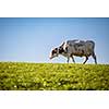Cow in pasture. Mountain meadow. Green meadow in mountains and cow summer landscape.