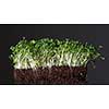 Grains sprouted in the ground on a black background as an ingredient for salads and macrobiotic food. The concept of healthy eating and veggie