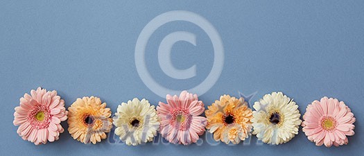 A beautiful series of colored buds of gerberas isolated on a blue background with a place under the text for the site background or greeting card A beautiful series of colored buds of gerberas isolated on a blue background with a place under the text for the site background or greeting card