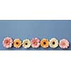 A beautiful series of colored buds of gerberas isolated on a blue background with a place under the text for the site background or greeting card
