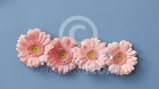 Four pink gerberas on a blue background. The concept of the Tetrisu game. Floral background. Flat lay. Four pink gerberas on a blue background. The concept of the Tetrisu game. Floral background. Flat lay.