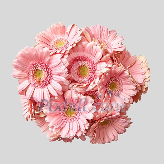 A beautiful bouquet of pink gerberas is taken from above for a greeting card on a gray background A beautiful bouquet of pink gerberas is taken from above for a greeting card on a gray background