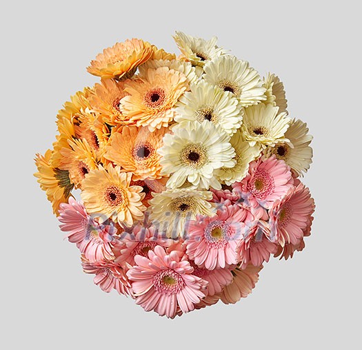 Creative layout made sphere wedding bouquet of colored gerberas. Spring minimal concept. Nature background. Creative layout made sphere wedding bouquet of colored gerberas. Spring minimal concept. Nature background.