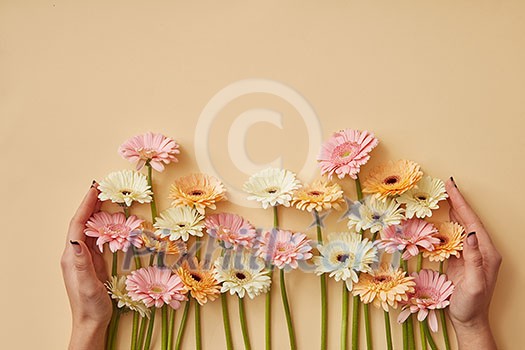 Many different gerberas female hands are held on a yellow paper background. Greeting card for mother's day or March 8. Flat lay Many different gerberas female hands are held on a yellow paper background. Greeting card for mother's day or March 8. Flat lay