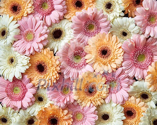 Floral background of bright different gerbera flowers. Mother's Day or by March 8 as post card. Flat lay. Floral background of bright different gerbera flowers. Mother's Day or by March 8 as post card. Flat lay.