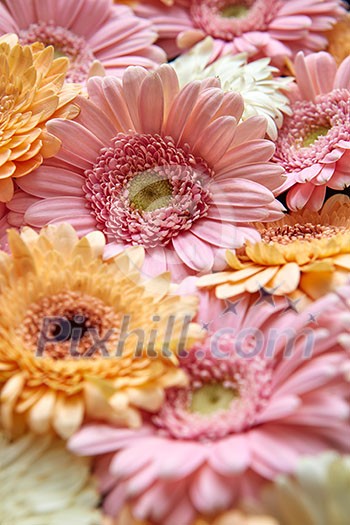 Beautiful background of colorful gerberas. Close-up, as a greeting card for Valentine's Day or Mother's Day Beautiful background of colorful gerberas. Close-up, as a greeting card for Valentine's Day or Mother's Day