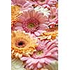 Beautiful background of colorful gerberas. Close-up, as a greeting card for Valentine's Day or Mother's Day
