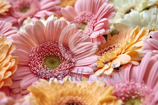 Close-up floral natural background of gerbera flowers, as layout for post card on Valentine's Day or Mother's Day Close-up floral natural background of gerbera flowers, as layout for post card on Valentine's Day or Mother's Day