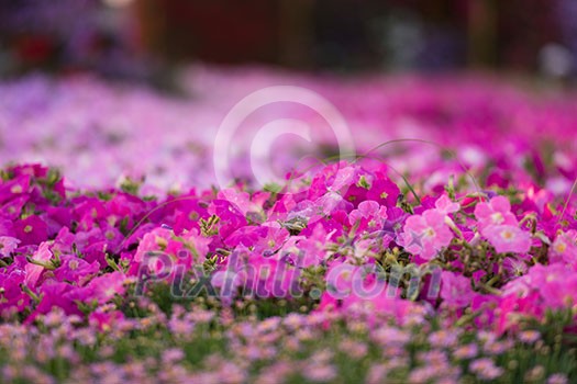 30 January 2017 Dubai miracle garden with over 45 million flowers in a sunny day