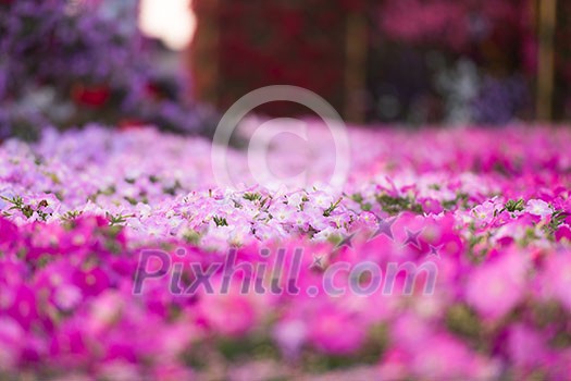 30 January 2017 Dubai miracle garden with over 45 million flowers in a sunny day 30 January 2017 Dubai miracle garden with over 45 million flowers in a sunny day