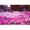 30 January 2017 Dubai miracle garden with over 45 million flowers in a sunny day