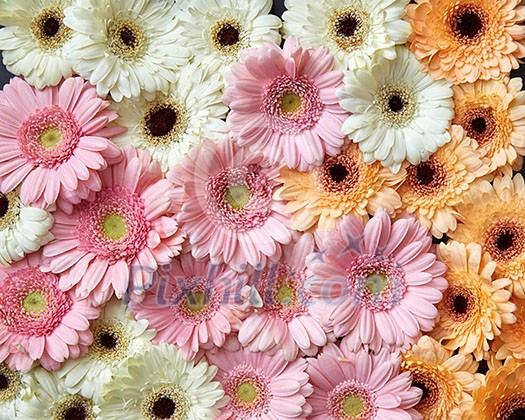 Beautiful floral background of different flowers gerberas. As layout for post card on Valentine's Day or Mother's Day with copy space. Flat lay. Beautiful floral background of different flowers gerberas. As layout for post card on Valentine's Day or Mother's Day with copy space. Flat lay.
