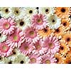 Beautiful floral background of different flowers gerberas. As layout for post card on Valentine's Day or Mother's Day with copy space. Flat lay.