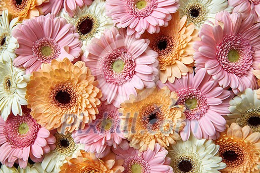 Fresh bright gerbera flowers. Floral background as layout for postcards for Mother's Day or March 8. Flat lay. Fresh bright gerbera flowers. Floral background as layout for postcards for Mother's Day or March 8. Flat lay.