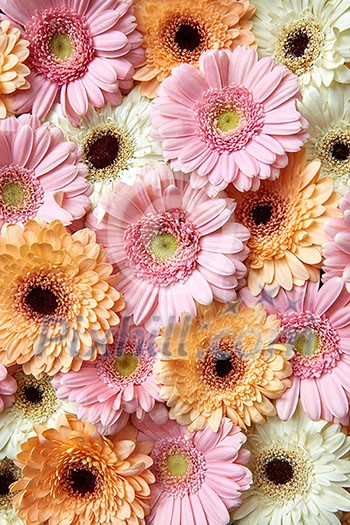 Floral background of beautiful bright gerberas for postcard to Mother's Day or March 8. Flat lay. Floral background of beautiful bright gerberas for postcard to Mother's Day or March 8. Flat lay.