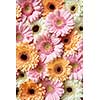 Floral background of beautiful bright gerberas for postcard to Mother's Day or March 8. Flat lay.