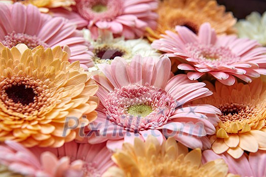 Background of bright fresh pink and orange gerberas, close-up. As layout for post card on Valentine's Day or Mother's Day Background of bright fresh pink and orange gerberas, close-up. As layout for post card on Valentine's Day or Mother's Day