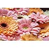 Background of bright fresh pink and orange gerberas, close-up. As layout for post card on Valentine's Day or Mother's Day