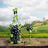 A glass and a bottle of wine made by of grape leaves and a bunch of grapes on a wooden background with a blurred background overlooking the green peaks