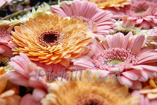 Close-up of bright fresh pink and orange gerberas, floral background. As post card for Mother's day or 8 march Close-up of bright fresh pink and orange gerberas, floral background. As post card for Mother's day or 8 march