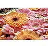Close-up of bright fresh pink and orange gerberas, floral background. As post card for Mother's day or 8 march