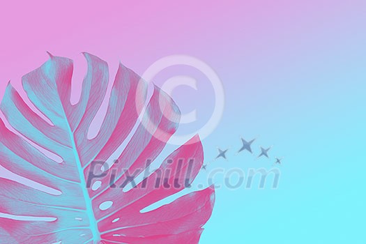 Tropical Jungle monster leaf on a ultra violet, pink and blue duotone summer background with space for text, flat lay Tropical Jungle monster leaf on a ultra violet, pink and blue duotone summer background with space for text, flat lay