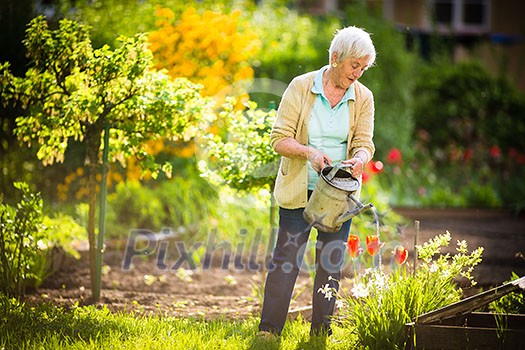Senior woman doing some gardening in her lovely garden - watering the plants Senior woman doing some gardening in her lovely garden - watering the plants