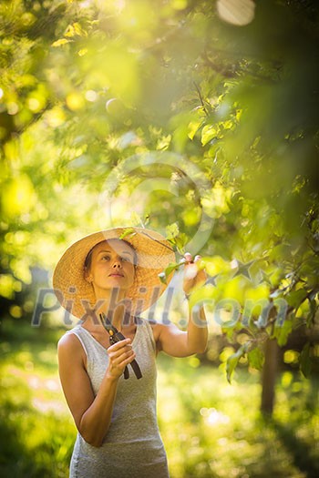Pretty, young woman gardening in her garden, cutting branches, taking care of her lovely orchard Pretty, young woman gardening in her garden, cutting branches, taking care of her lovely orchard
