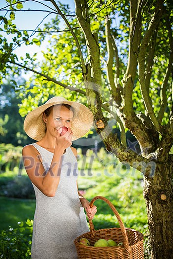 Pretty, young woman gardening in her garden - harvesting organic apples - looking very happy with the results Pretty, young woman gardening in her garden - harvesting organic apples - looking very happy with the results