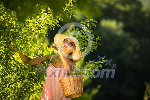 Young woman up on a ladder picking apples from an apple tree on a lovely sunny summer day Young woman up on a ladder picking apples from an apple tree on a lovely sunny summer day