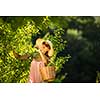 Young woman up on a ladder picking apples from an apple tree on a lovely sunny summer day