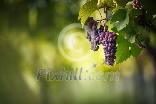 Large bunches of red wine grapes hang from an old vine in warm afternoon light