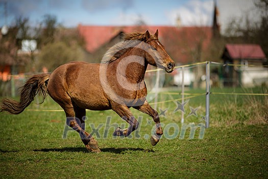 Horse running fast