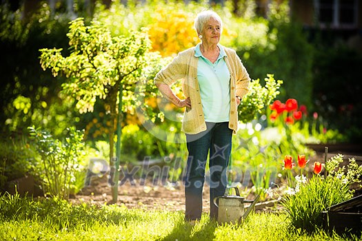 Senior woman doing some gardening in her lovely garden - watering the plants