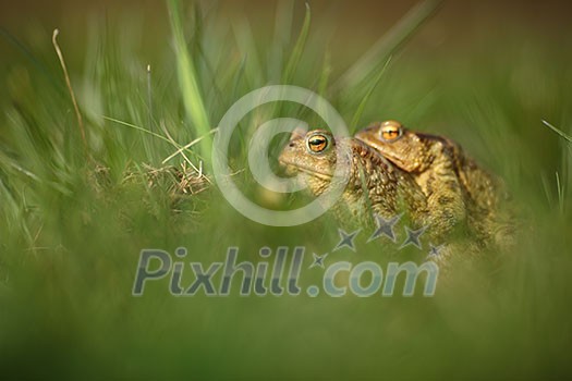 Closeup of two frogs in the mating season