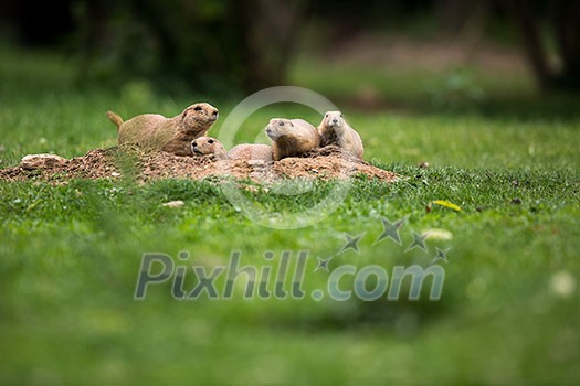 Black tailed prairie dogs (Cynomys ludovicianus) Black tailed prairie dogs (Cynomys ludovicianus)