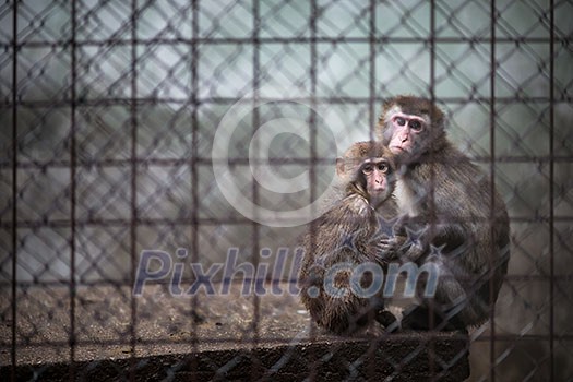 Sad monkeys behind bars in captivity Sad monkeys behind bars in captivity