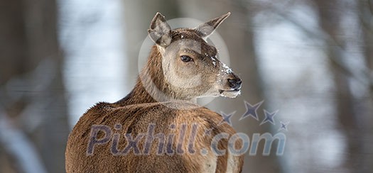 Bull Elk Bull Elk