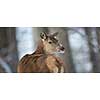 Bull Elk