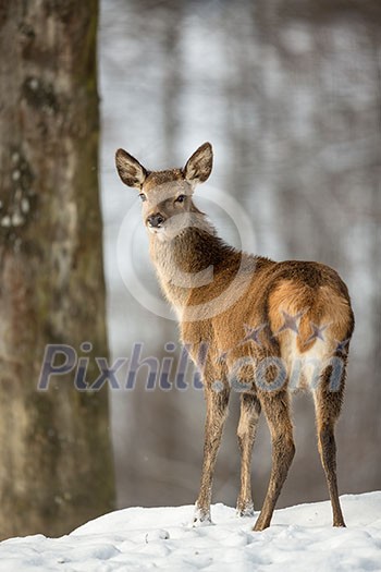 Bull Elk Bugling