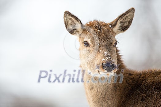 Bull Elk Bull Elk
