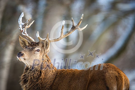 Bull Elk Bull Elk