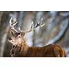 Bull Elk