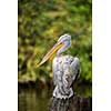 Great white pelican also known as the eastern white pelican, rosy pelican or white pelican.