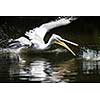 Great white pelican also known as the eastern white pelican, rosy pelican or white pelican.