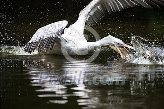 Great white pelican also known as the eastern white pelican, rosy pelican or white pelican. Great white pelican also known as the eastern white pelican, rosy pelican or white pelican.