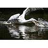 Great white pelican also known as the eastern white pelican, rosy pelican or white pelican.
